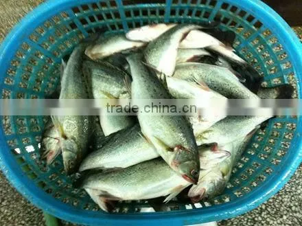 Seabass