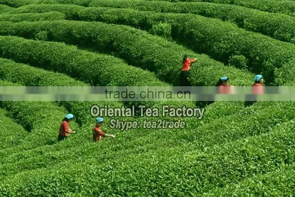 China Supplier Hangzhou Factory Organic Foods Weight Loss Slimming photo-3