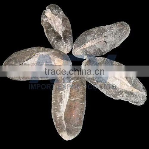 Sea Cucumber Vietnam, Pomegranate Fish, Actinopyga Lecanora photo-5