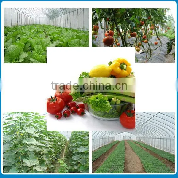 Low Cost Hot Galvanized Steel Plastic Sheet Tomato Greenhouse Farming in Tanzania photo-5