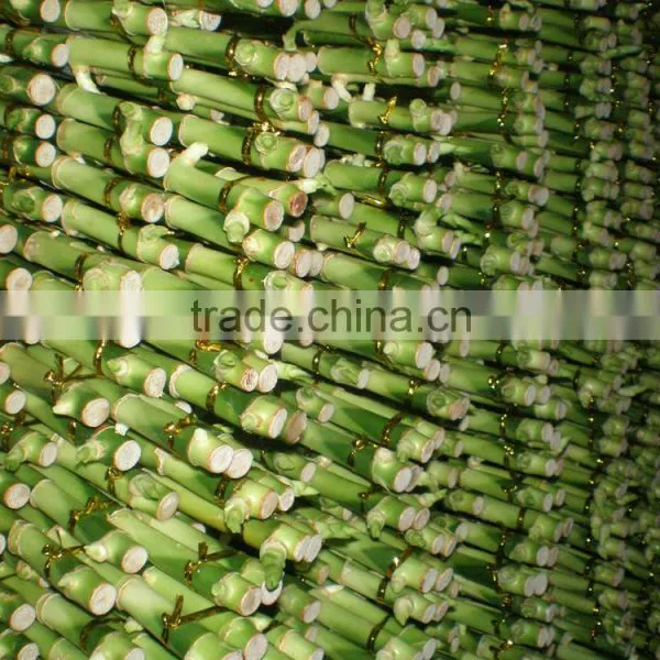 DRACAENA SANDERIANA 10cm-80cm Straight Lucky Bamboo Bonsai Hot Sale in USA Market Indoor Ornamental Water Aquatic Plants photo-5