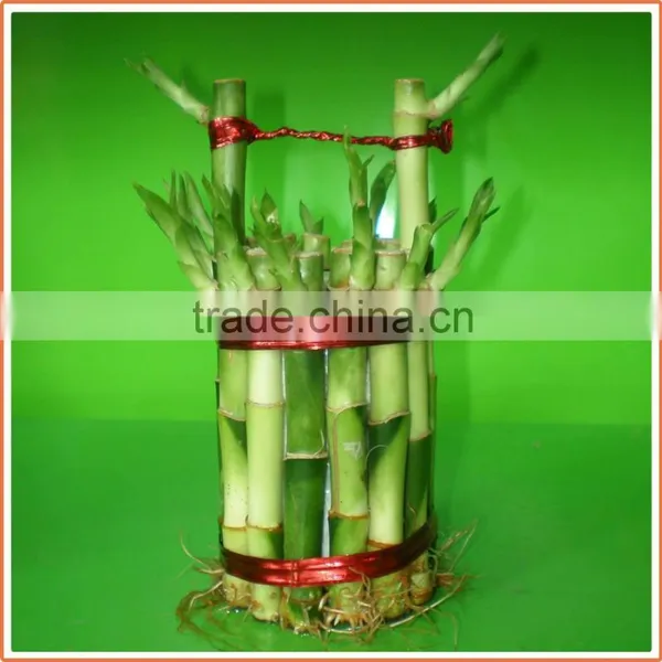 Bucket Shape Lucky Bamboo Bonsai Dracaena Sanderiana Indoor Ornamental Aquatic Feng Shui Plants Nursery Garden Decoration photo-4