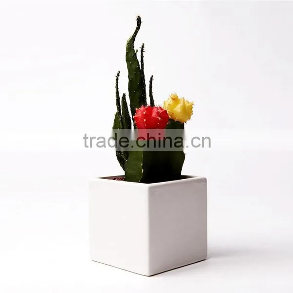 Mini Tropical Cactus for Desk Decoration photo-2