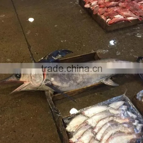 2016 New Coming Frozen Swordfish