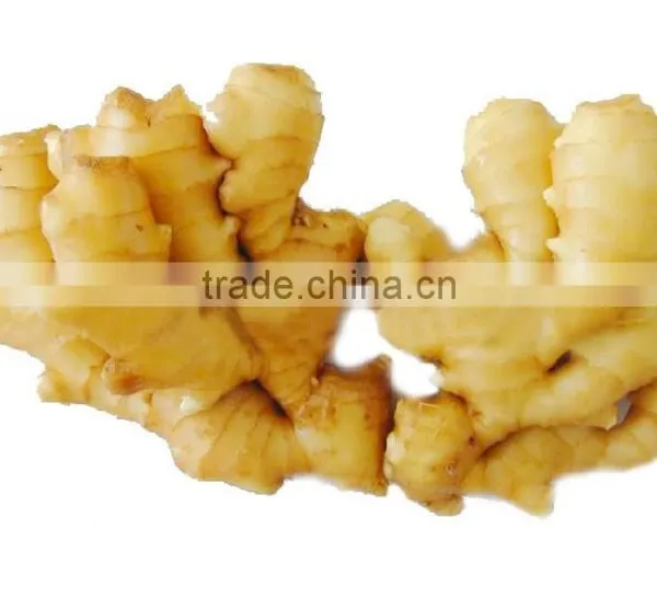Young Fresh Ginger for Sale photo-3