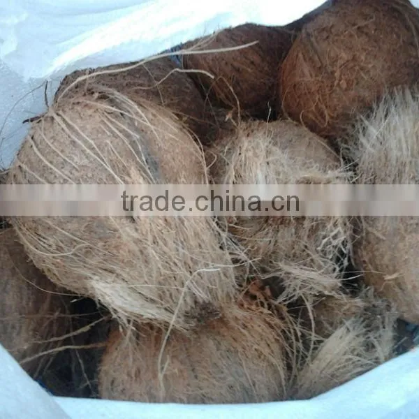 Coconuts - Semi Husked photo-4
