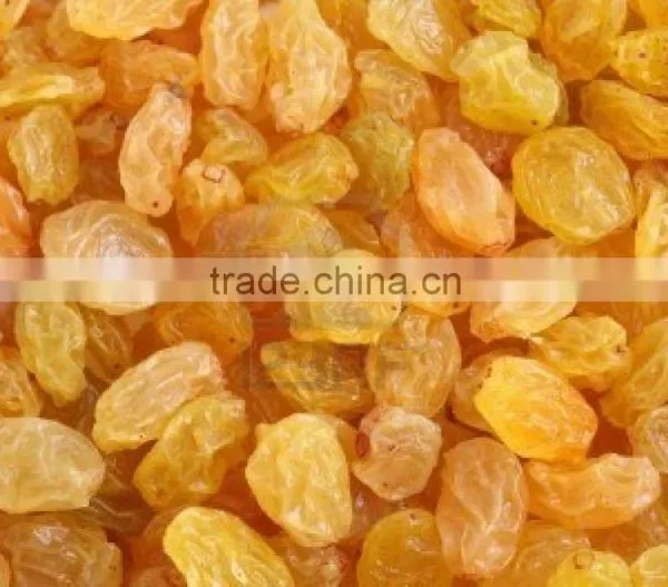 INDIAN ORIGIN QUALITY SEEDLESS GOLDEN RAISIN photo-2