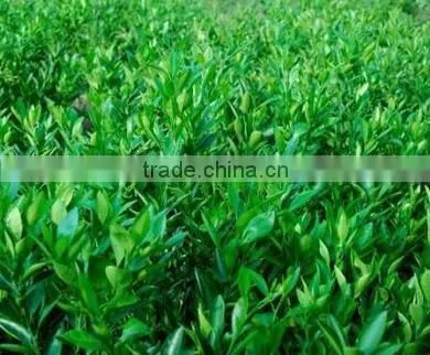 Pomelo, Shaddock Tree Seedlings photo-3
