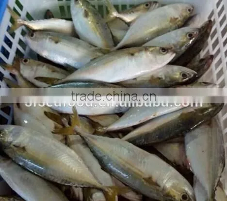 Whole Round Frozen Indian Mackerel Fish photo-2