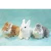 Toy Agents, , Fur Toy Pets, Hobby Toy, Model Toy, Children Toy, Kid Toy, Baby Toy Toy Animal, Animal Design Gifts, Fur Toy