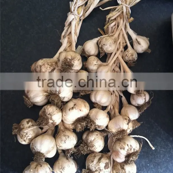 China Garlic Seeds Price photo-3