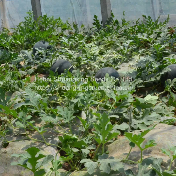 Wholesale Hybrid Watermelon Seeds for Sale photo-4