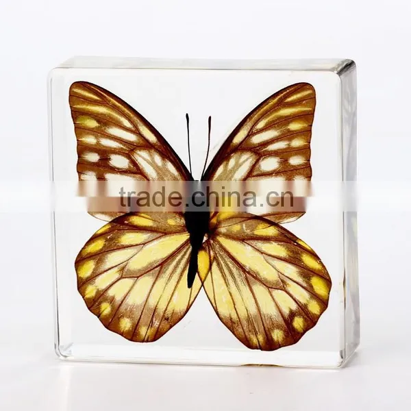 2016 New Style Wholesale Paperweight With Real Butterfly photo-2