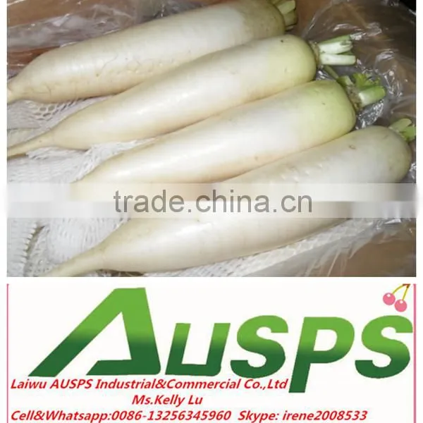 Chinese Fresh White Radish photo-3