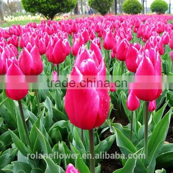 Wholesale Same Quality as Nitherlands Fresh Cut Flowers Tulip Flower photo-5