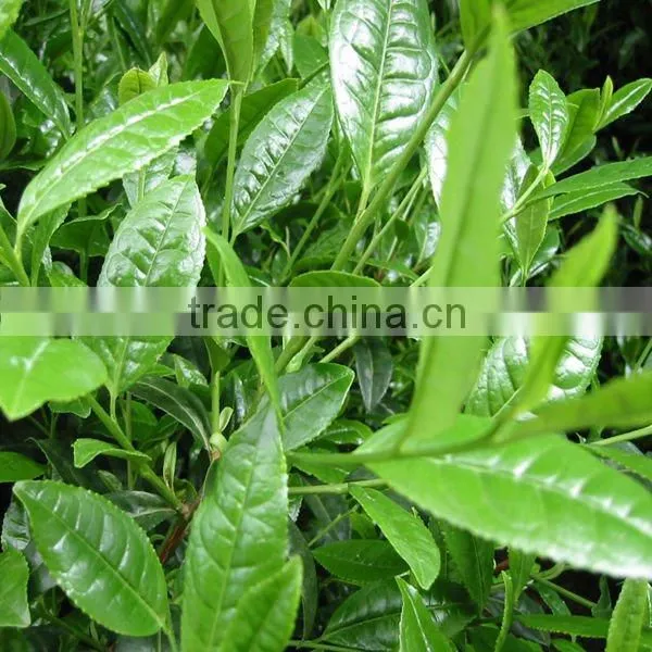 T-full EGCG / Epigallocatechin Gallate 70-95% photo-2