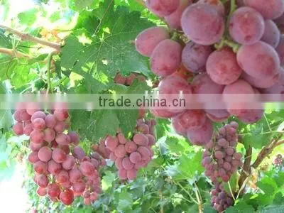 Fresh Style and Grapefruit Type Fresh Fruit From China