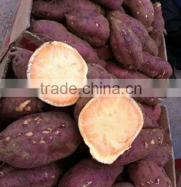 All Kinds of Sweet Potato photo-6
