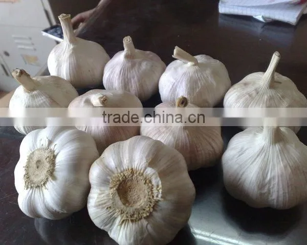 WHITE GARLIC (SKYPE: VISIMEX10) photo-4