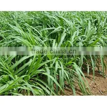 Chinese Hybrid Pennisetum Grass Seed photo-2