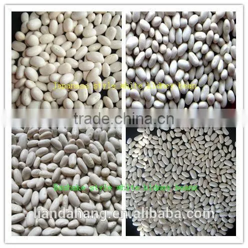 ADZUKI BEAN