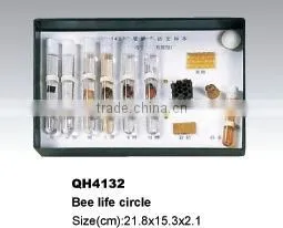 Bee life circle