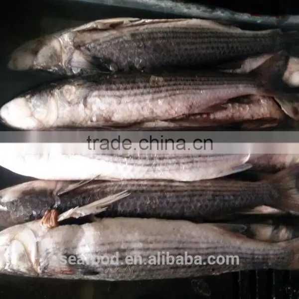 Wild Frozen Grey Mullet wr Roe off New Catch photo-2