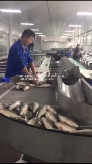 Multi-level Aquatic Product /Fish Weight Sorting Machine Weight Grader photo-4