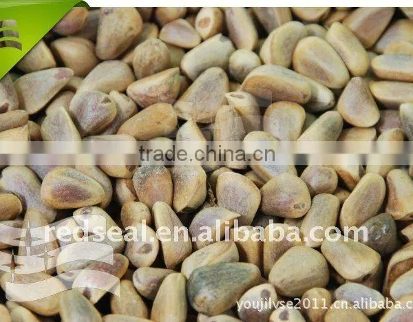 Pine Nut