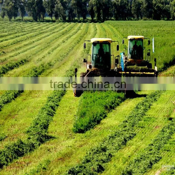 Alfalfa Seeds