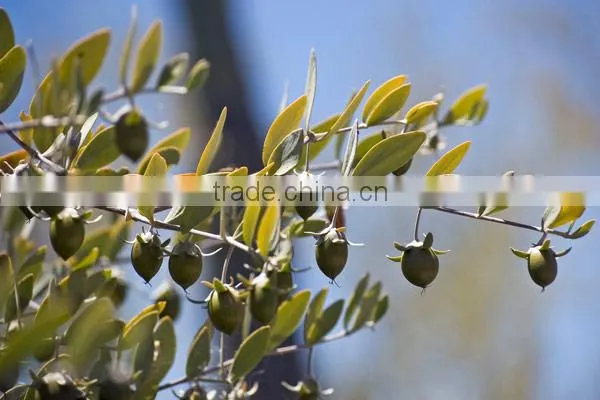 Jojoba Oil photo-2