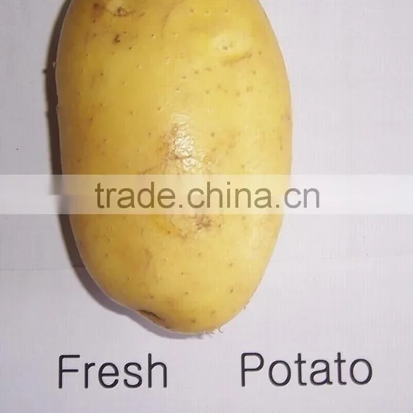 2015 Holland Potato Farms From Shandong Province Export to Dubai photo-2