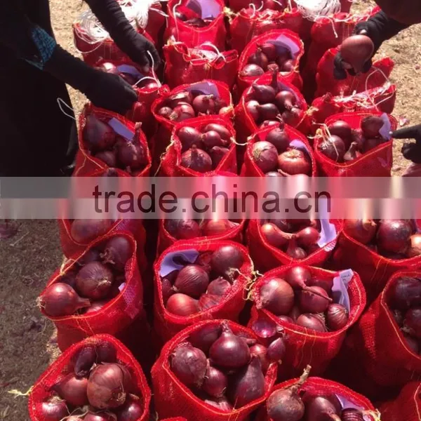 Fresh Yellow Onion Exporters in Egypt photo-6