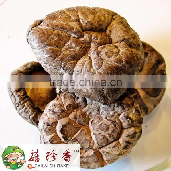 Export Price For Dried Organic Shiitake Mushroom 1kg photo-2