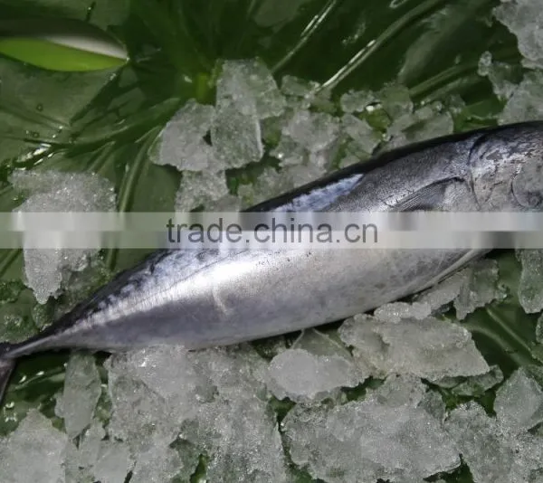 Shishi Zhengyuan Aquatic Frozen Bonito W/R photo-2