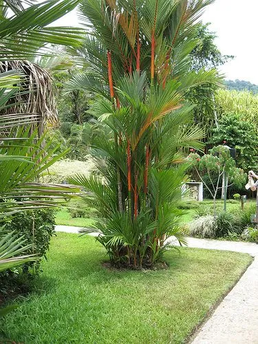 Multicolor 40-60cm Perennial Ornamental Grasses Landscaping Multicolor