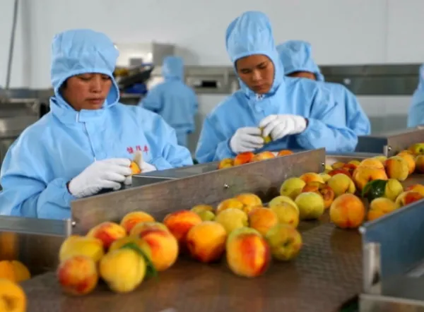 Professional Full Automatic Turnkey Project Canned Fruit Production Line photo-4