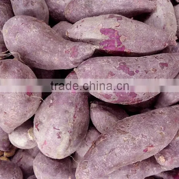 Sweet Potato/Sugarbeet/Purple Sweet Potato Cleaner and Peeler Machine photo-4