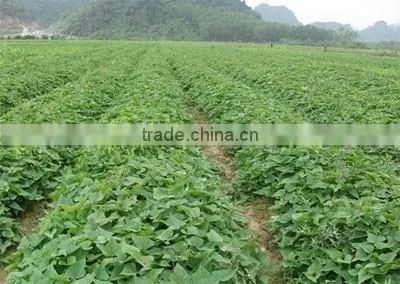 Japanese Fresh Sweet Potato photo-3