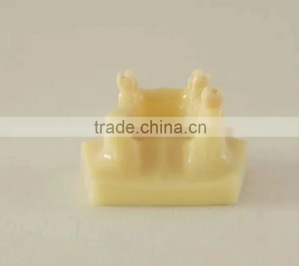 Dental Teaching Model,Human Dental Teaching Models,Dental Implant Model photo-3