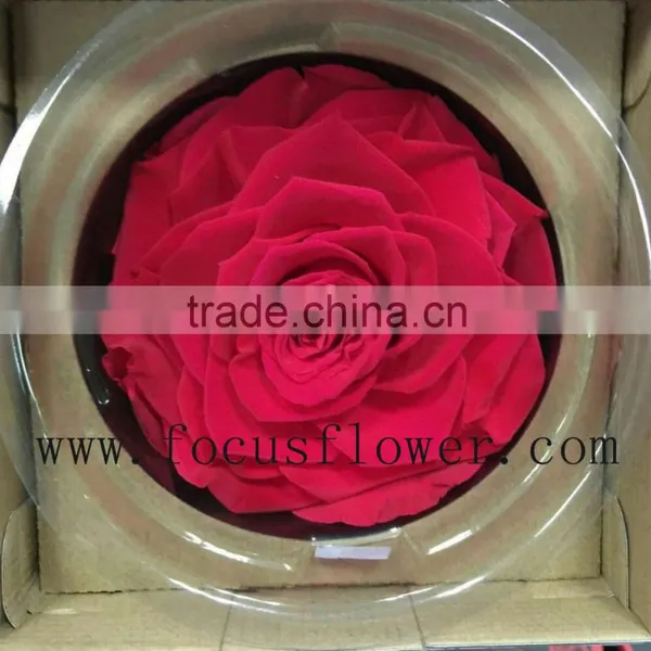Real Touch Wholesale Preserved Flower Preserved Rose From China photo-2
