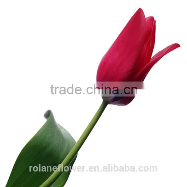 the Most Popular Classial Fresh Cut Red Tulip Flower photo-5