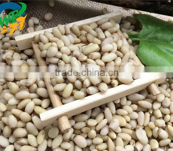 2015 Top Quality Pine Nut Kernels for Sales