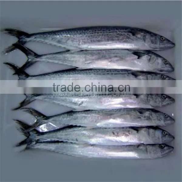 Good Quality Frozen Broadbarred King Mackerel