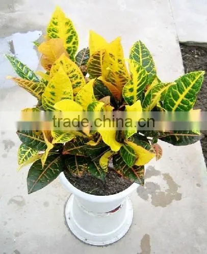 Multi Color Leaves Foliage Codiaeum Variegatum of Outdoor Landscaping Decorative Ornamental Plants photo-6