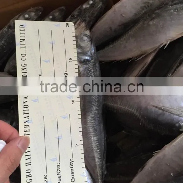 Horse Mackerel 20cm+ 2016 Seafrozen photo-5