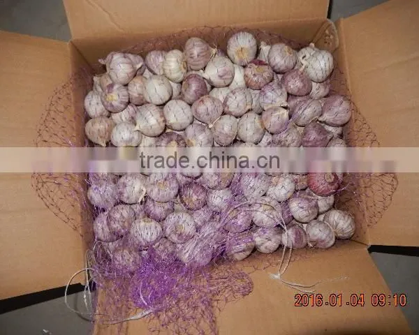 GARLIC photo-4