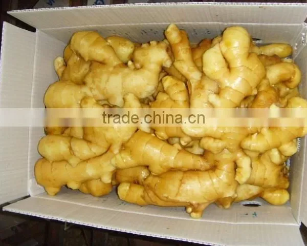 Good Price of the Ginger photo-6