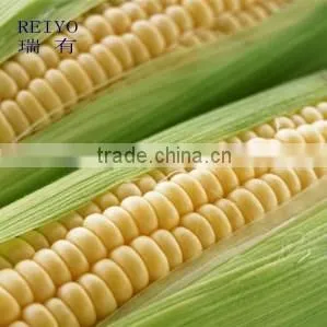 Sweet Corn Cans 425g photo-6