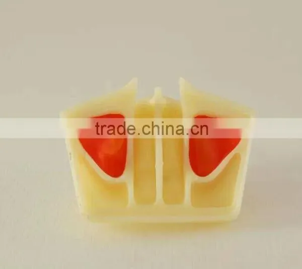 Dental Teaching model,Human Dental Teaching Models,Dental Implant Model